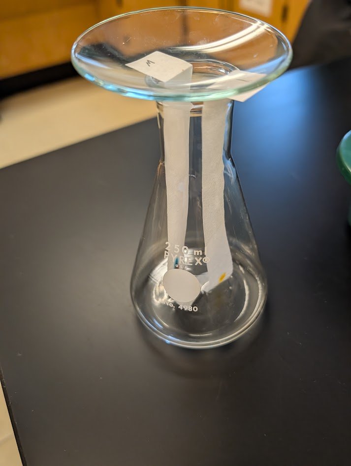 Two chromatography paper strips hanging inside a 250 mL Erlenmeyer flask, with their folded tops pinned against the rim by a watch glass resting on top of the flask.
