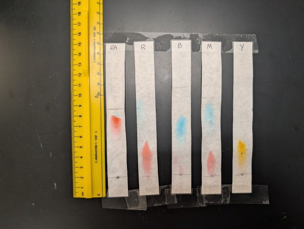 Five dried chromatography strips next to a ruler, labeled RA, R, B, M, and Y. RA shows a red band high on the strip. R shows a red band low with a faint blue band higher up. B shows a blue band in the middle with faint pink near the baseline. M shows a blue band above a red band. Y shows one yellow-orange band.