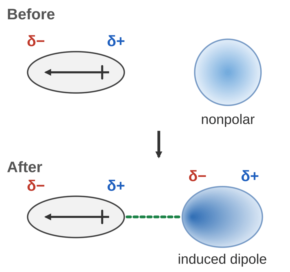 Before: a polar molecule next to a nonpolar molecule with an even electron cloud. After: the partial positive end of the polar molecule pulls the nonpolar electron cloud toward it, creating an induced dipole, and the two attract.