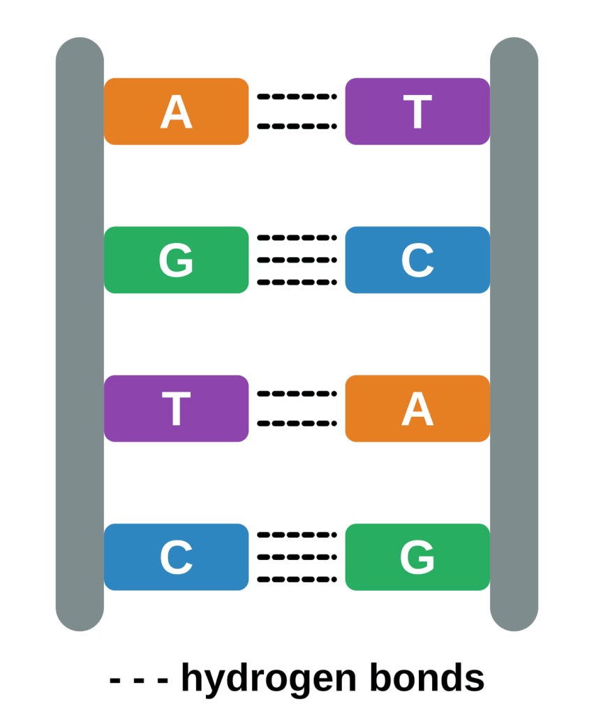 A DNA ladder with two backbone strands. A-T base pairs are joined by two dashed hydrogen bonds and G-C base pairs by three.