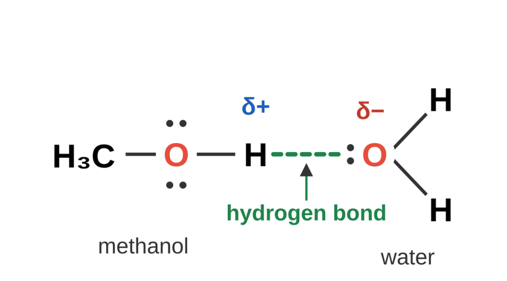 Methanol, H3C-O-H, on the left and a water molecule on the right. A dashed hydrogen bond runs from the partially positive H of methanol's O-H to a lone pair on water's partially negative oxygen.