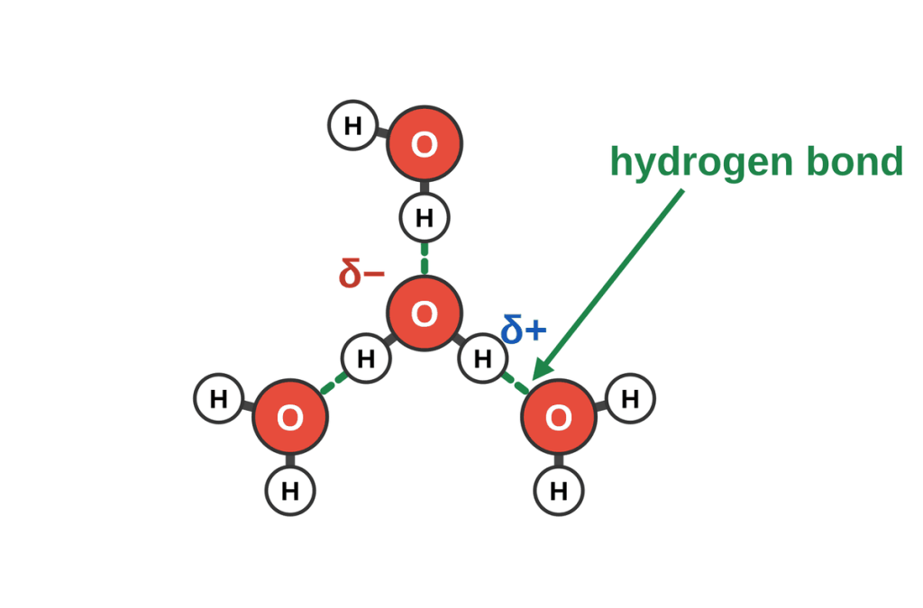 Four water molecules connected by dashed hydrogen bonds. Each dashed line runs from a partially positive H on one molecule to a partially negative O on another.