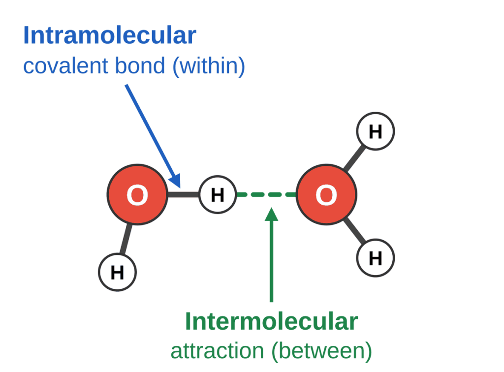 Two water molecules. A solid O-H covalent bond inside one molecule is labeled intramolecular. A dashed line between the H of one molecule and the O of the other is labeled intermolecular attraction.