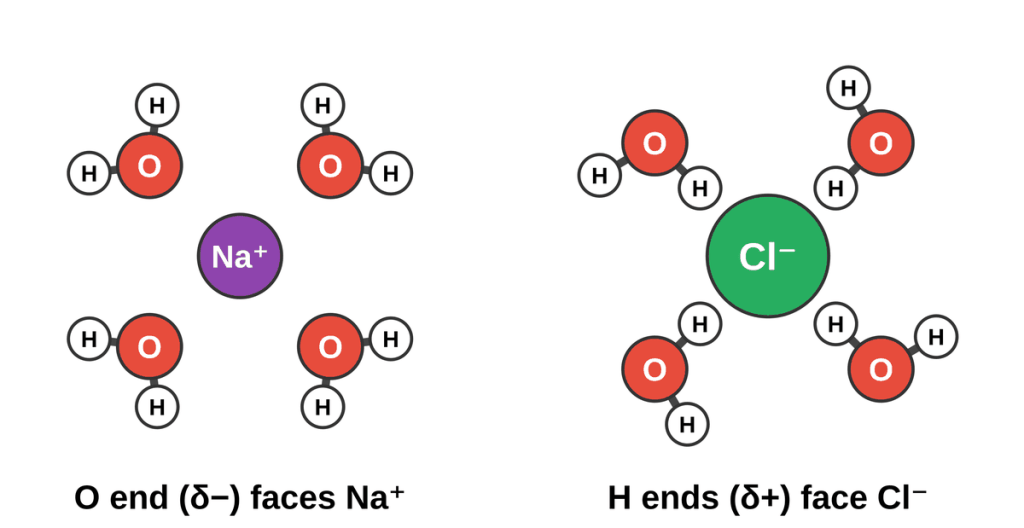 A sodium ion surrounded by four water molecules with their oxygen ends pointing toward it, and a chloride ion surrounded by four water molecules with hydrogen ends pointing toward it.