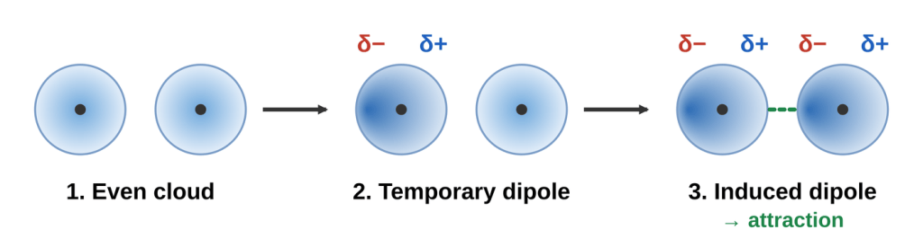Three panels. 1: two atoms with evenly spread electron clouds. 2: one atom's electrons shift to one side, making a temporary dipole. 3: the neighbor atom gets an induced dipole and the two attract.