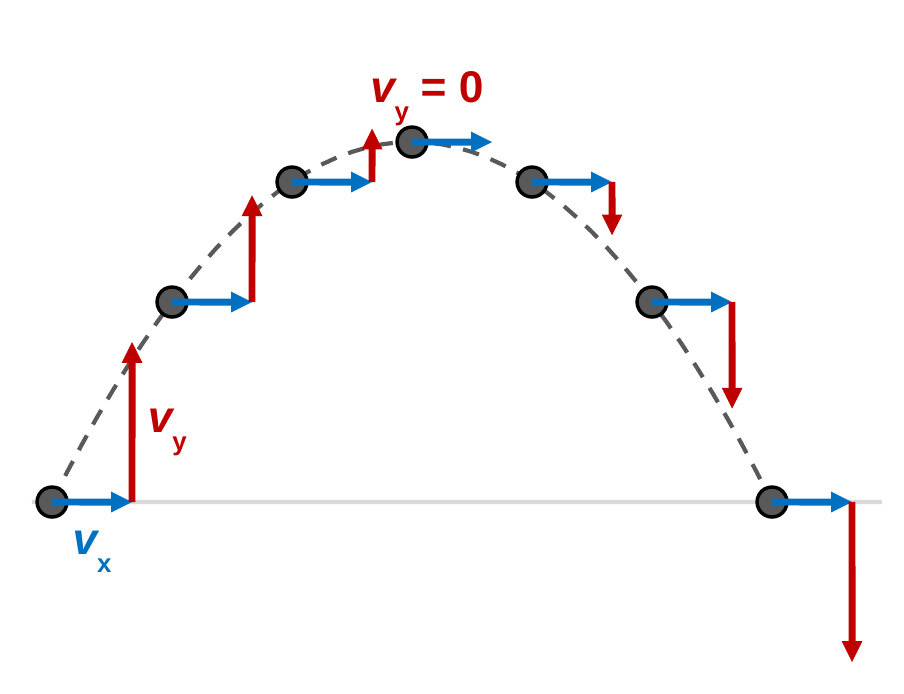 A symmetric parabola with seven evenly timed ball positions. Every ball has a blue horizontal arrow of the same length. Red vertical arrows point up and shrink on the way up, there is no red arrow at the top where v y = 0, and red arrows point down and grow on the way down.