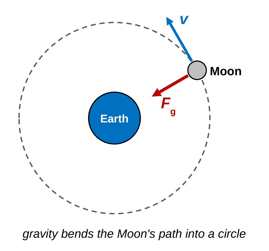 Earth at the center of a dashed circular orbit. The Moon is on the orbit with a red gravity arrow labeled F g pointing toward Earth and a blue velocity arrow labeled v pointing along the orbit. Caption: gravity bends the Moon's path into a circle.