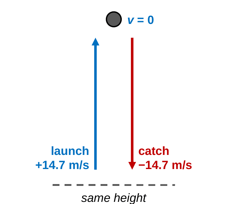 A ball's straight up and down path drawn as two arrows. The upward arrow is labeled +14.7 m/s at launch and the downward arrow is labeled −14.7 m/s at the catch. The top is labeled v = 0.