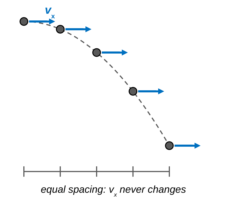 The parabolic path of a horizontal projectile with five evenly timed ball positions. Each ball has a blue horizontal arrow of the same length labeled v x. Below, tick marks show the balls are equally spaced sideways. Caption: v x never changes.
