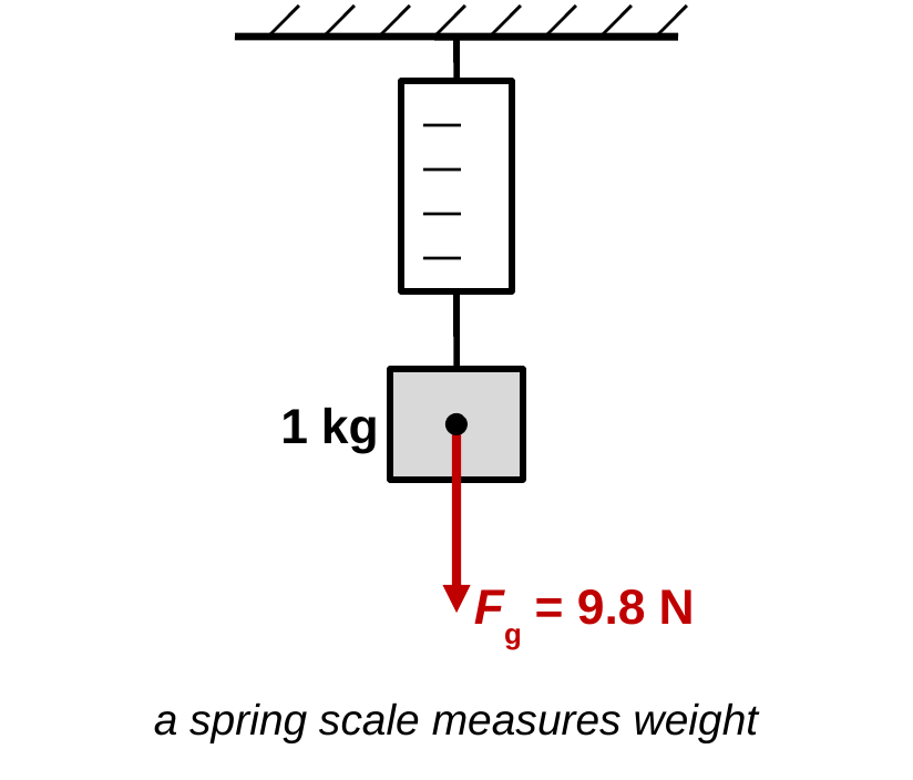 A spring scale hangs from the ceiling with a 1 kg block hanging from its hook. A red arrow points down from the center of the block, labeled F_g = 9.8 N. Caption: a spring scale measures weight.