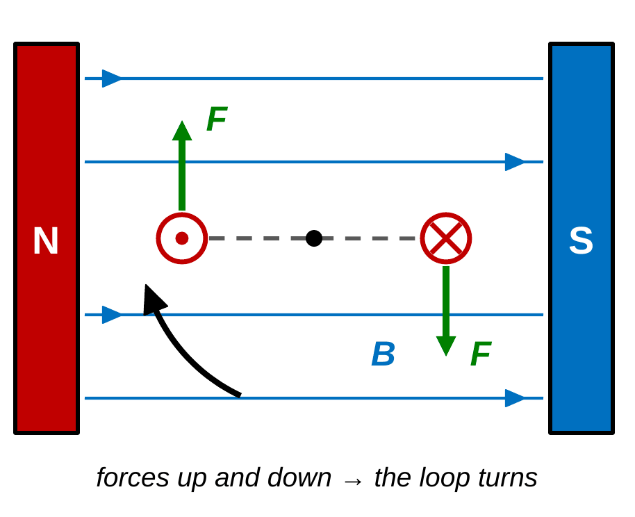 End-on view of a wire loop between a north pole on the left and a south pole on the right, with blue field lines pointing right. The loop's left wire carries current out of the page and is pushed up. The right wire carries current into the page and is pushed down. A curved arrow shows the loop turning clockwise.