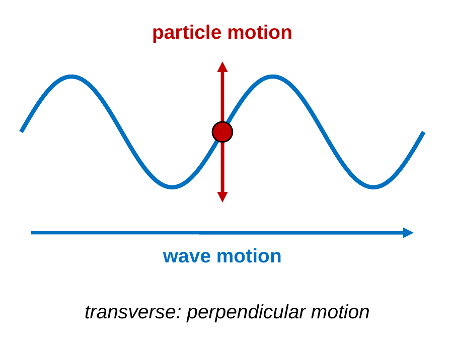 A blue sine wave on a rope. A red dot on the rope has a vertical red double arrow labeled particle motion. A blue arrow below points right, labeled wave motion. Caption: transverse, motion is perpendicular to the wave.
